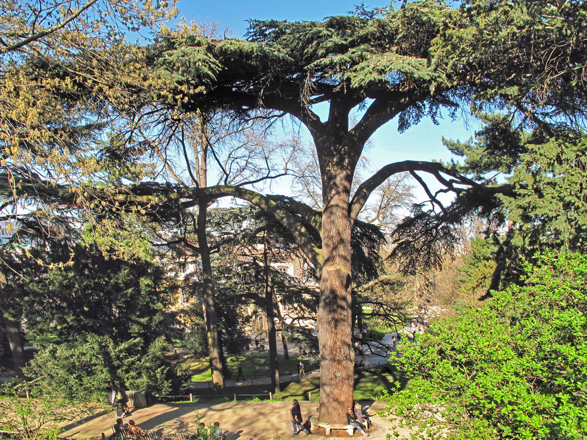 histoire-cedre-liban-jussieu-jardin-plantes-00.jpg