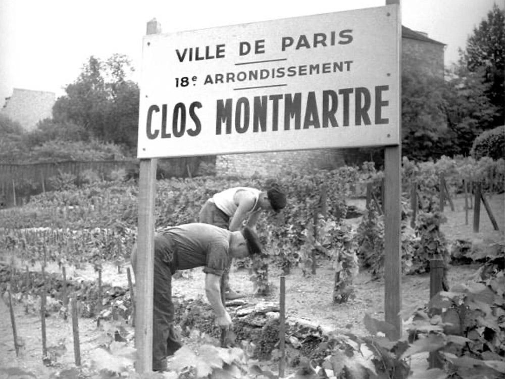 R&eacute;colte du raisin du vignoble de Montmartre 