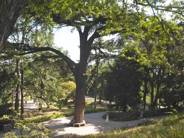 Le c&egrave;dre de Jussieu : plus vieil arbre du jardin des plantes de Paris