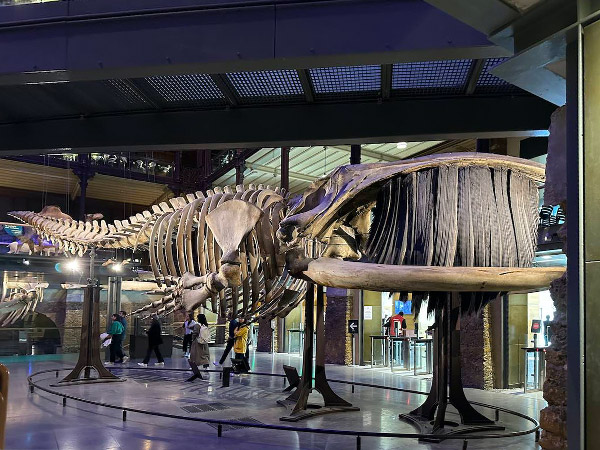Squelette de la grande baleine bleue de la Grande Galerie de l'&Eacute;volution