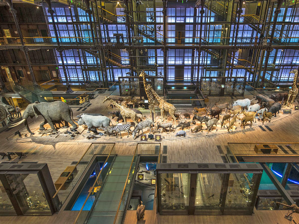 Sp&eacute;cimens d'animaux dans la Grande Galerie de l'&Eacute;volution