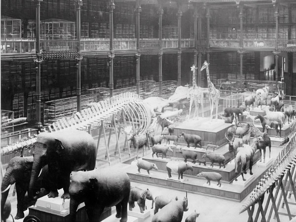 Histoire de la Grande Galerie de l'&Eacute;volution