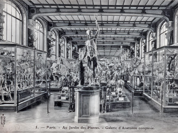 Galerie de l'anatomie compar&eacute;e et pal&eacute;ontologies - jardin des plantes de Paris