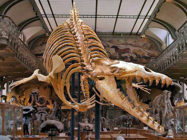 Squelette de Cynthiacetus , plus gros pr&eacute;dateur marin pr&eacute;historique - Jardin des Plantes de Paris