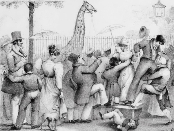 L&rsquo;histoire insolite de la girafe Zarafa au jardin des plantes de Paris