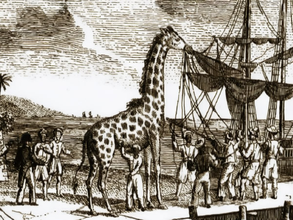 La girafe Zarafa est transport&eacute;e jusqu'&agrave; Paris