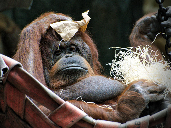 N&eacute;nette au Jardin des Plantes de Paris. Un orang-outan n&eacute; en 1969 &agrave; Born&eacute;o.
