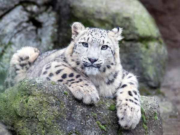 Les panth&egrave;res des neiges au zoo du jardin des plantes de Paris