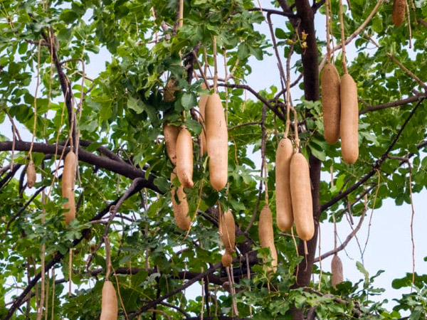 Kigelia africana dit &laquo;&nbsp;Arbre &agrave; saucisses&nbsp;&raquo; 