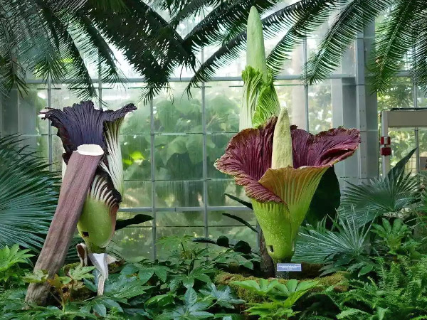 jardin-des-plantes-paris-secret-arcanum-plantes-insolites-arum-titan-001.jpg