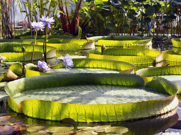 Le n&eacute;nuphar g&eacute;ant du Jardin des Plantes de Paris